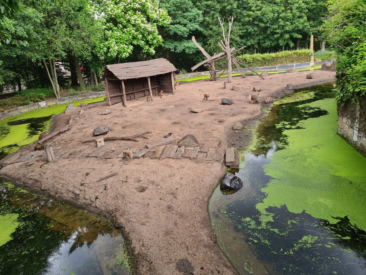 Ancient city - Hamadryas baboon enclosure