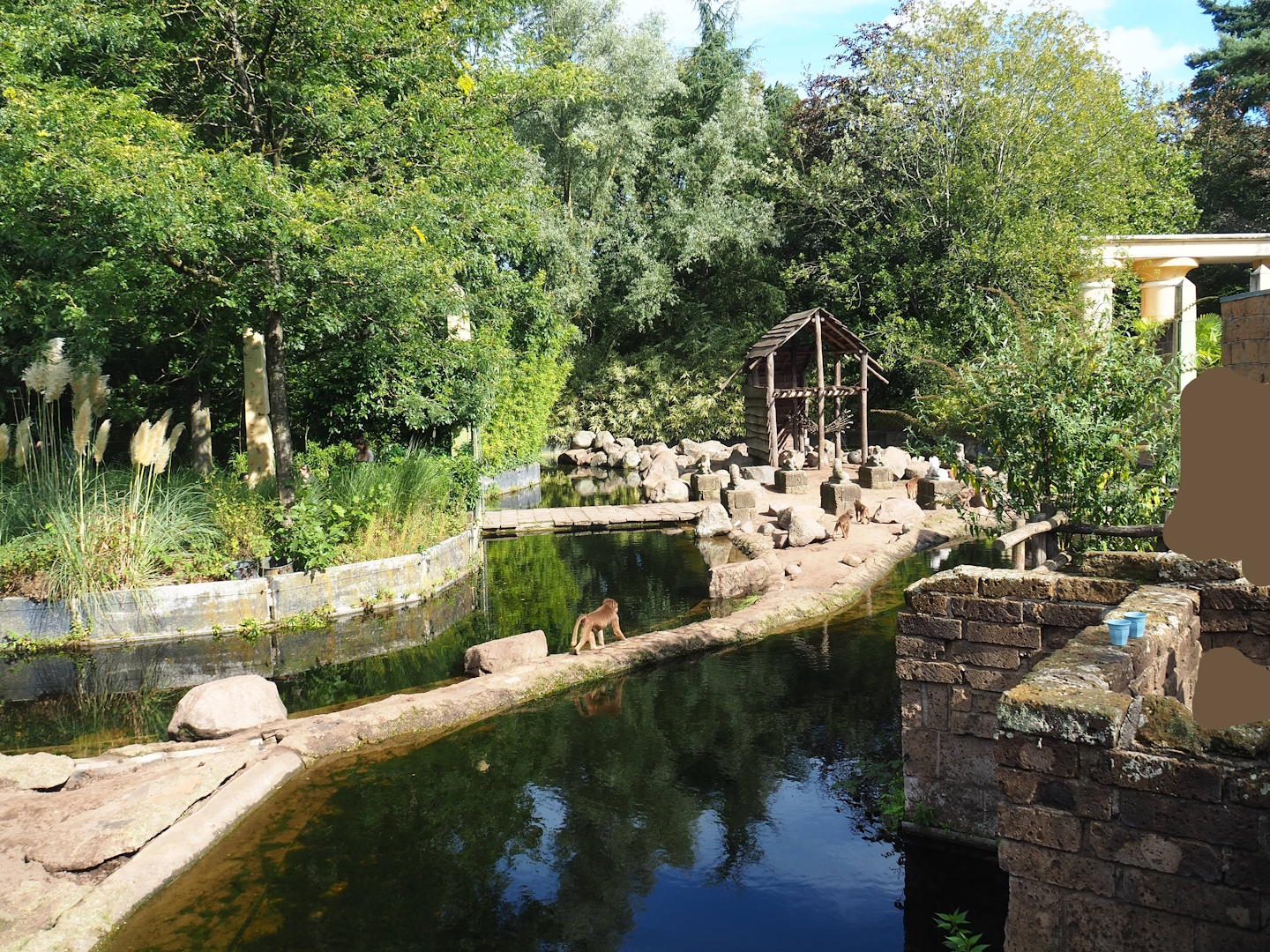 Ancient City - Hamadryas baboon exhibit, 2023-09-24