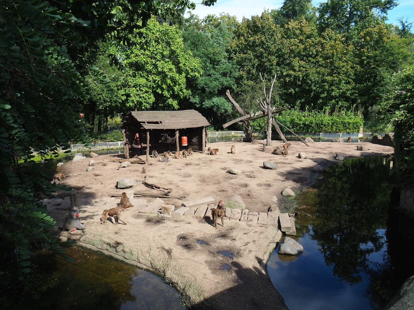 Ancient City - Hamadryas baboon exhibit, 2023-09-24