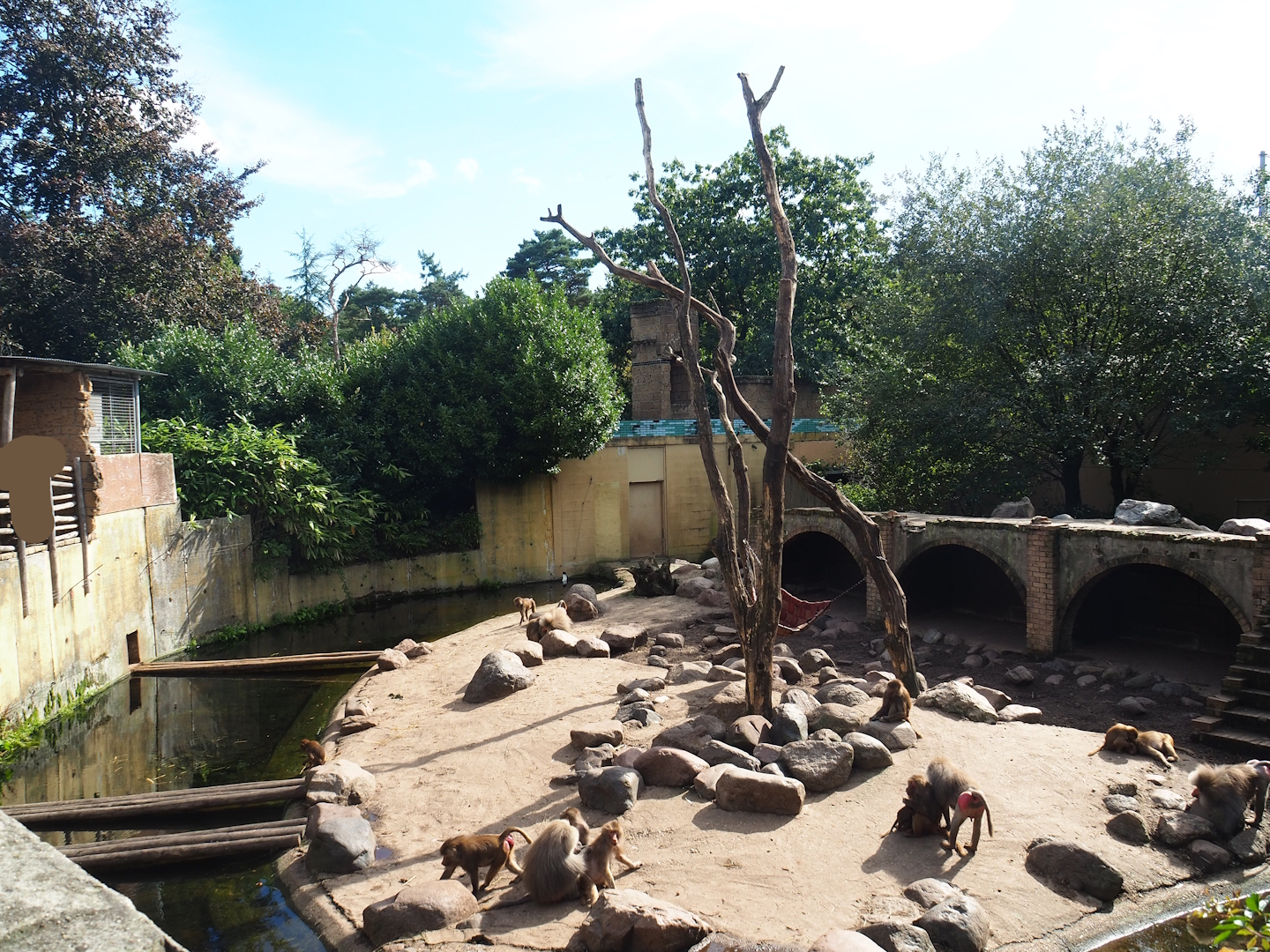 Ancient City - Hamadryas baboon exhibit, 2023-09-24