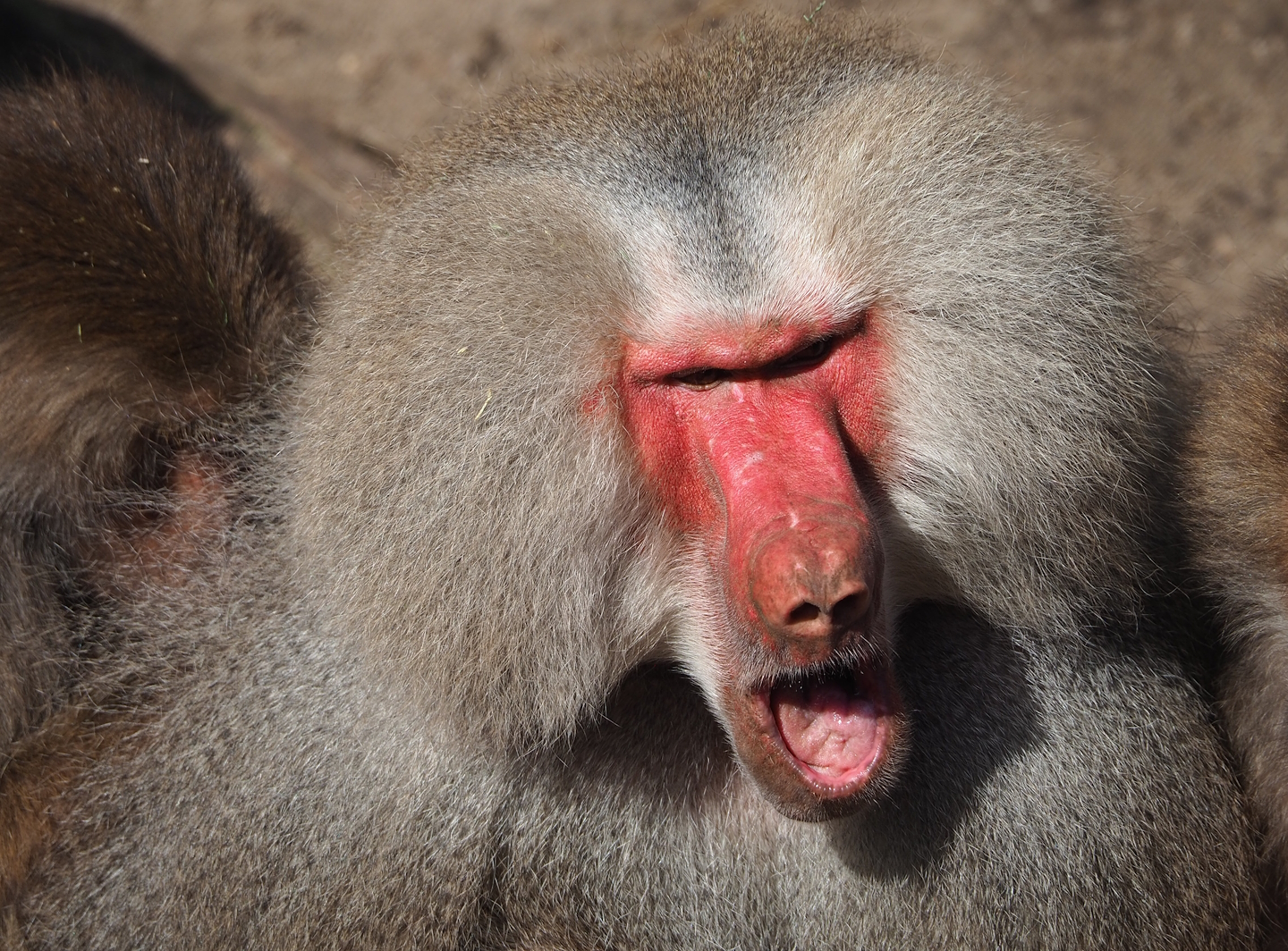 Ancient City - Hamadryas baboon (Papio hamadryas), 2023-09-24