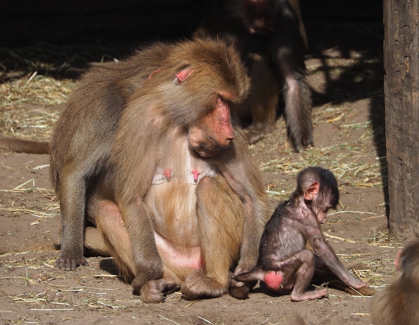 Ancient City - Hamadryas baboons (Papio hamadryas), 2023-09-24