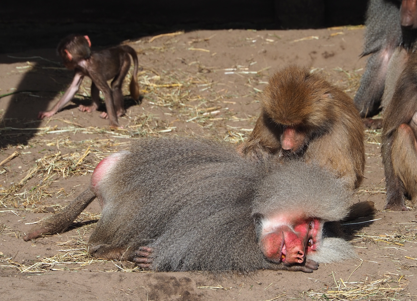 Ancient City - Hamadryas baboons (Papio hamadryas), 2023-09-24