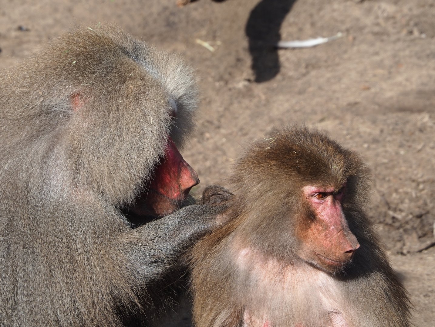 Ancient City - Hamadryas baboons (Papio hamadryas), 2023-09-24
