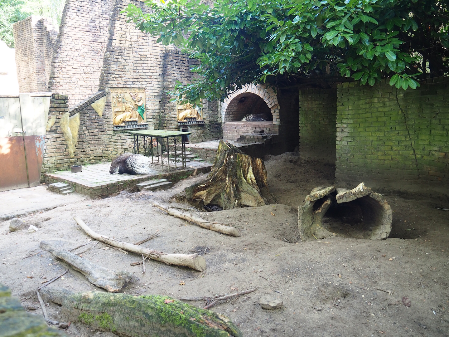 Ancient City - Indian crested porcupine exhibit, 2023-09-24