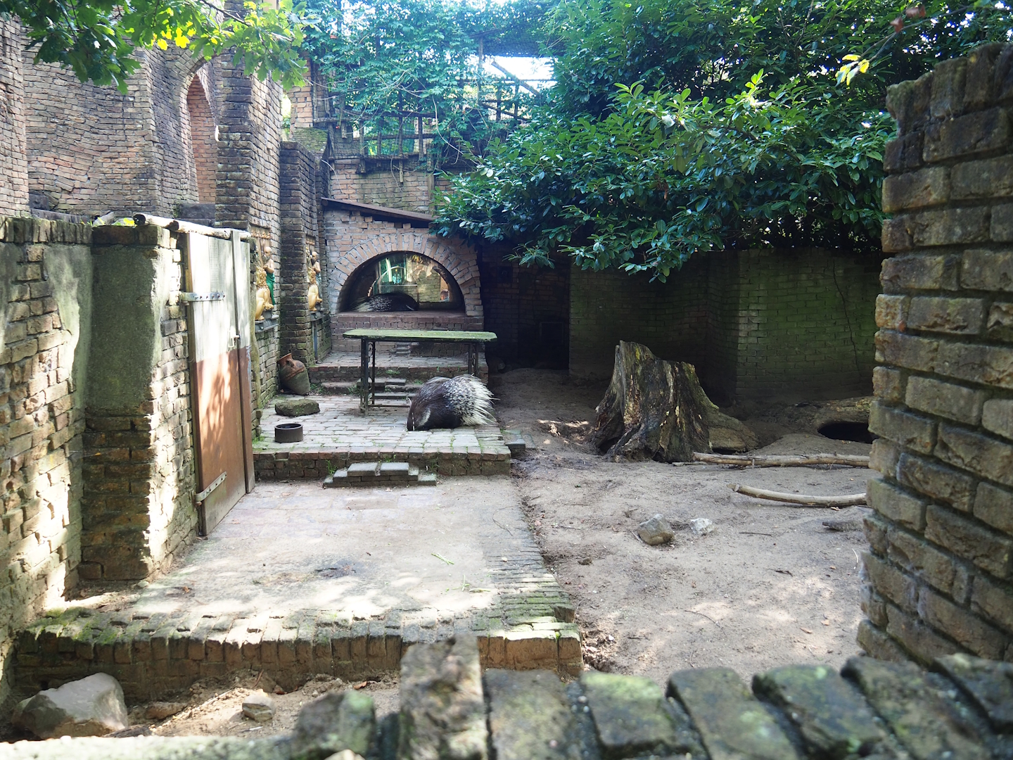 Ancient City - Indian crested porcupine exhibit, 2023-09-24