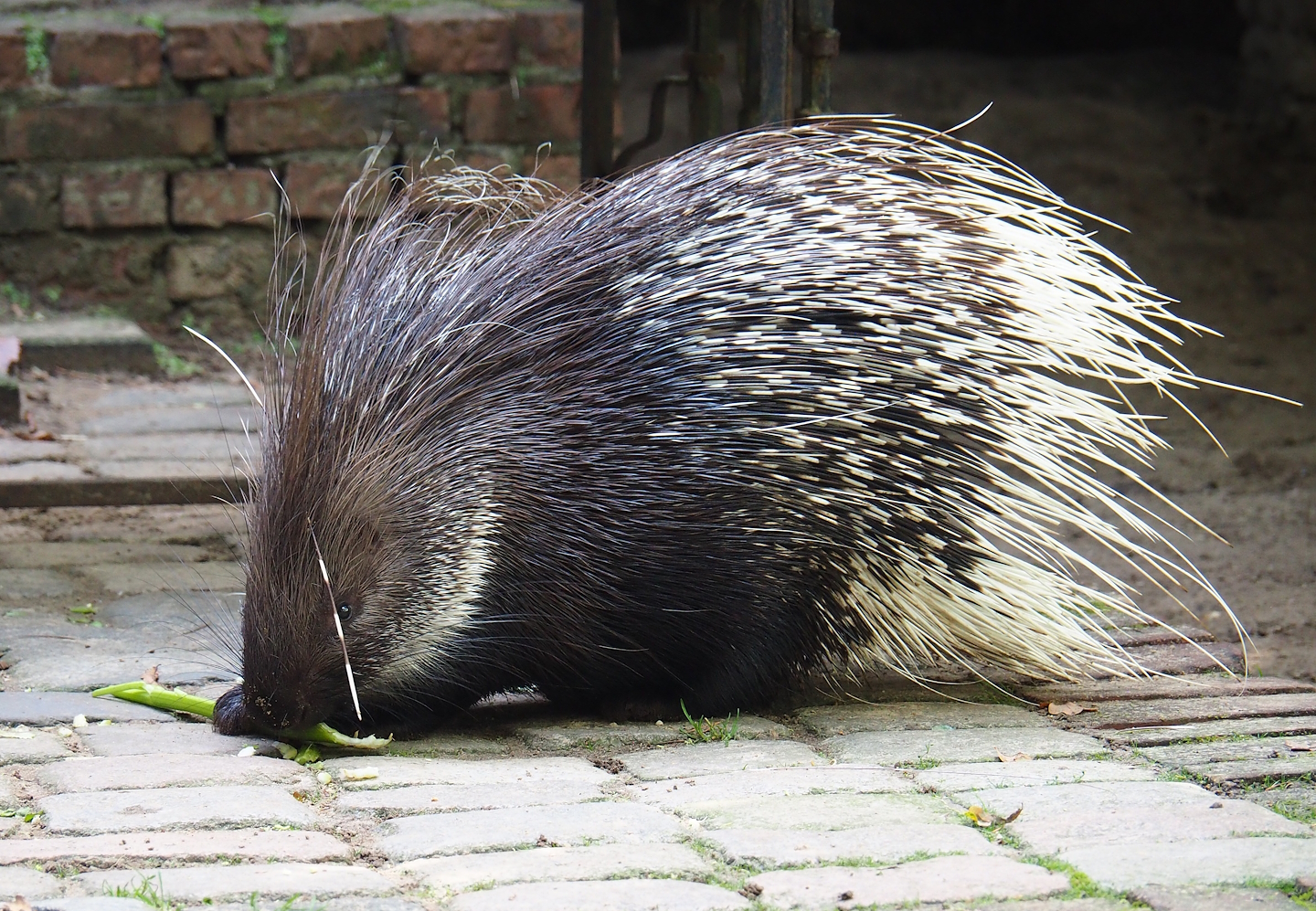 Ancient City - Indian crested porcupine (Hystrix indica), 2023-09-24