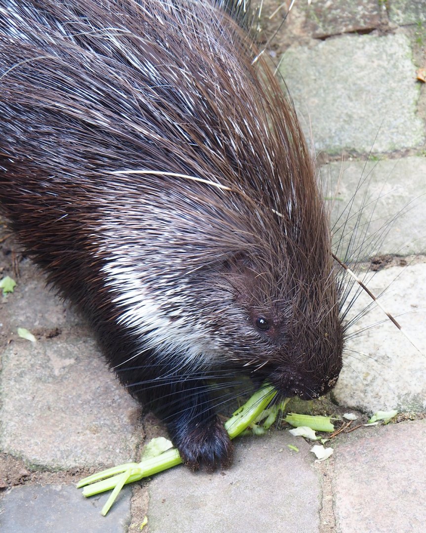 Ancient City - Indian crested porcupine (Hystrix indica), 2023-09-24