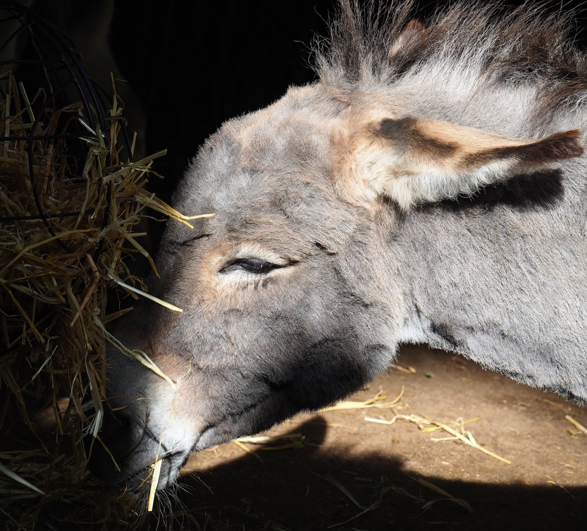 Ancient City - Mediterranean miniature donkey (Equus africanus asinus), 2023-09-24