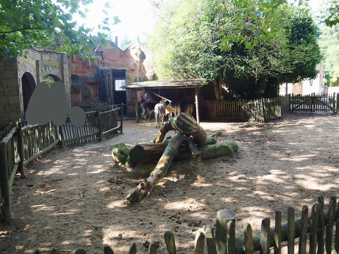 Ancient City - Mediterranean miniature donkey paddock, 2023-09-24