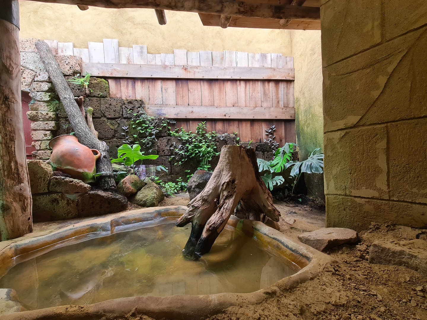 Ancient city - Nile monitor enclosure