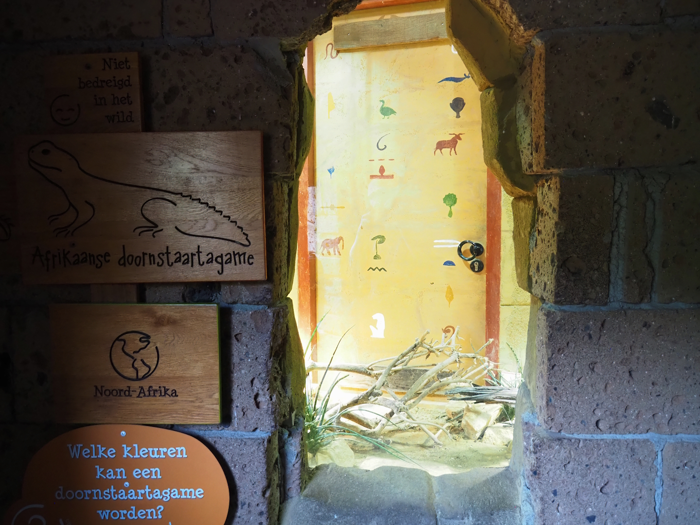 Ancient City - North African mastigure terrarium, 2023-09-24