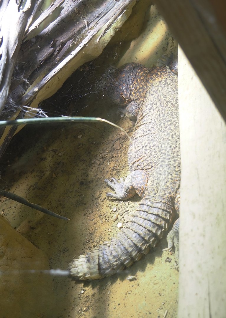 Ancient City - North African mastigure (Uromastyx acanthinura), 2023-09-24