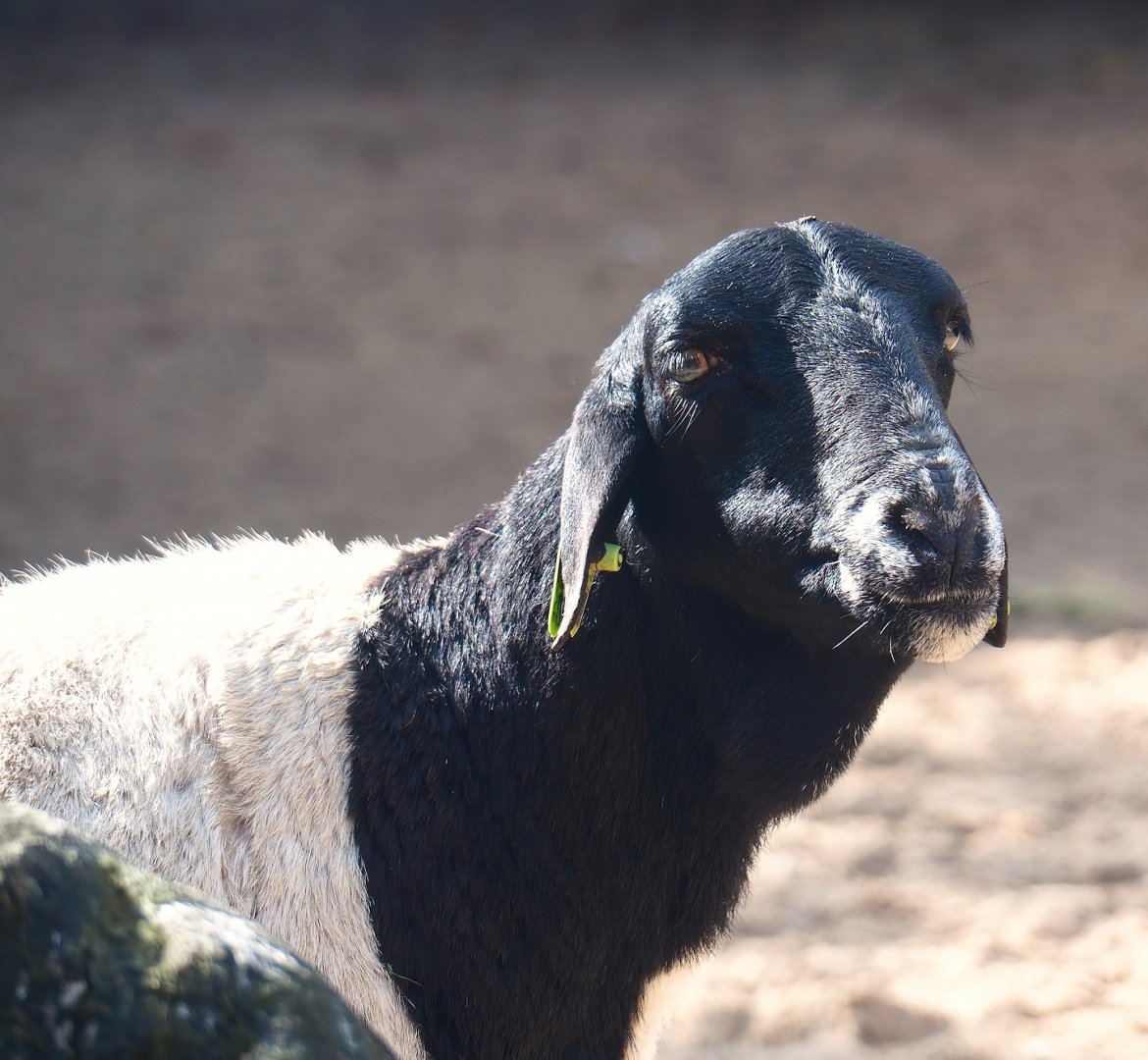 Ancient City - Somali sheep (Ovis aries), 2023-09-24