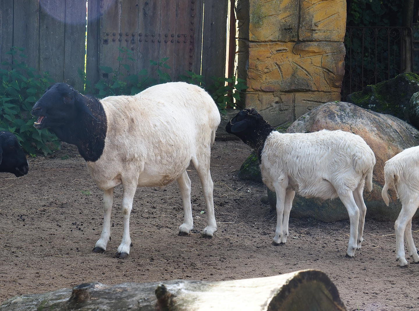 Ancient City - Somali sheep (Ovis aries), 2023-09-24