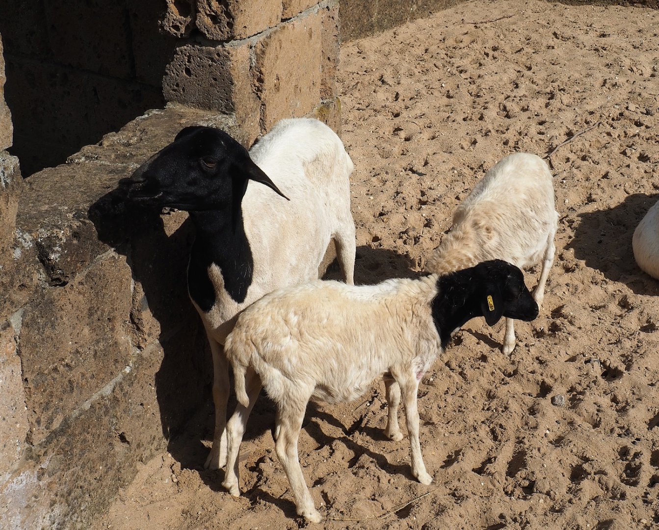 Ancient City - Somali sheep (Ovis aries), 2023-09-24