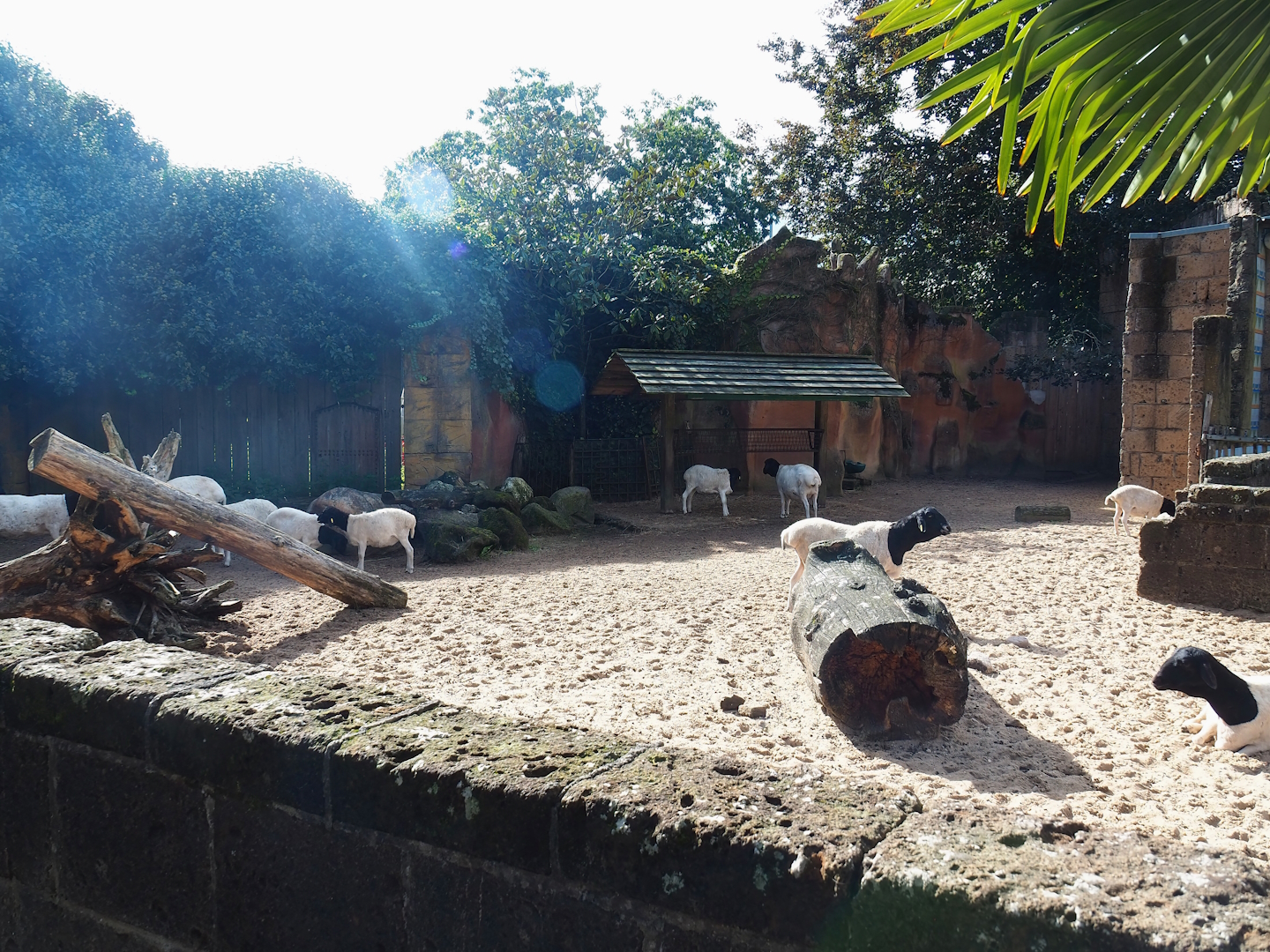 Ancient City - Somali sheep paddock, 2023-09-24