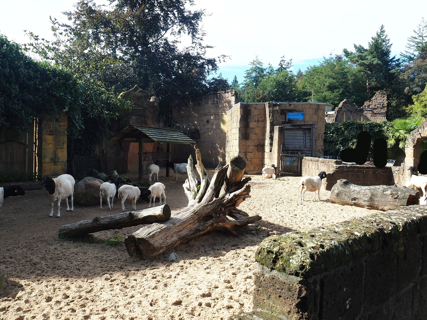 Ancient City - Somali sheep paddock, 2023-09-24