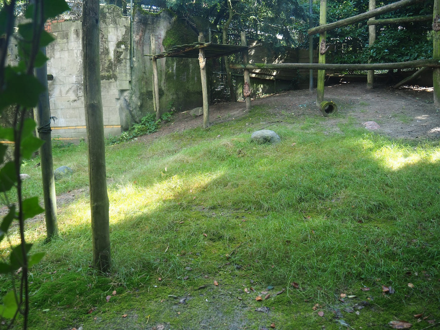 Ancient City - Western Eurasian griffon vulture aviary, 2023-09-24