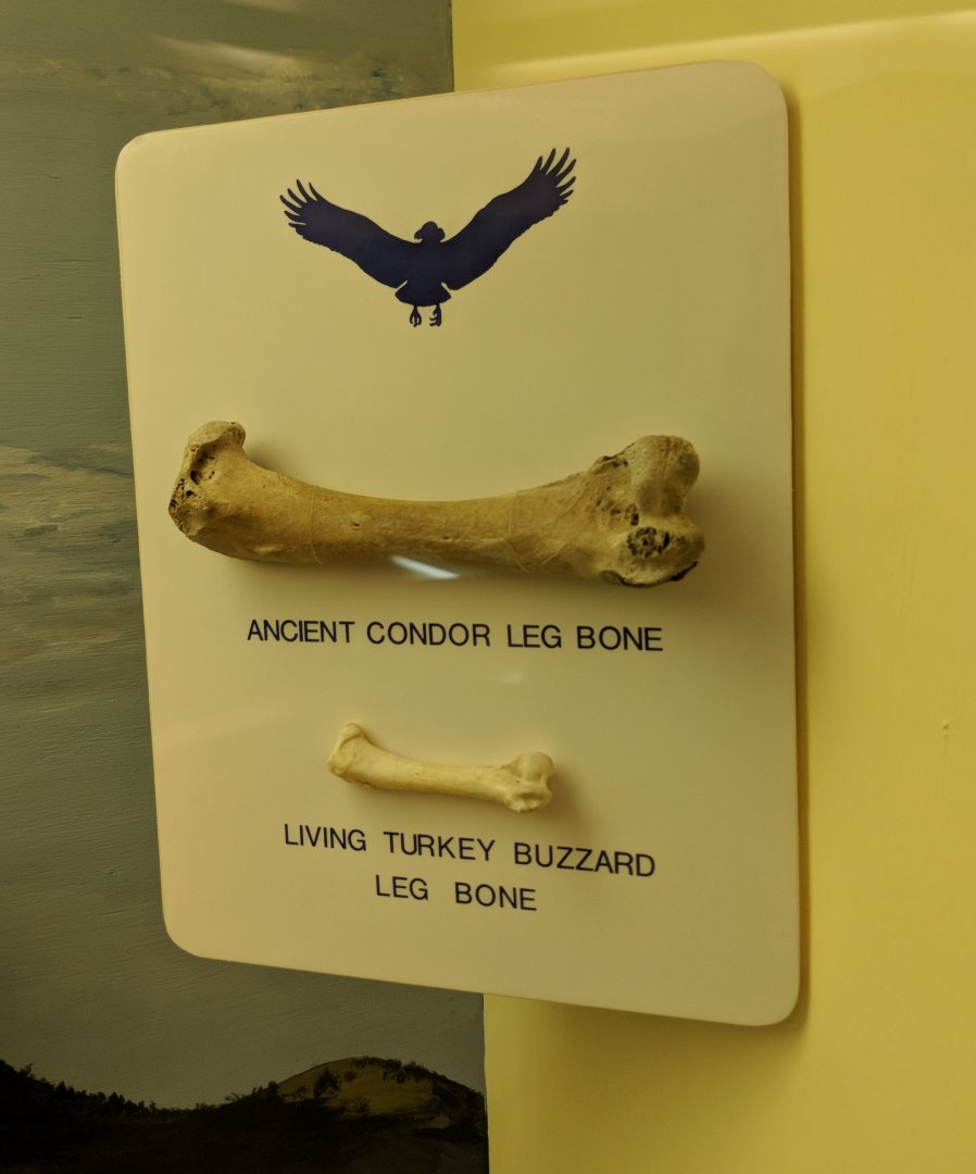 Ancient condor leg bone and Turkey vulture leg bone comparison