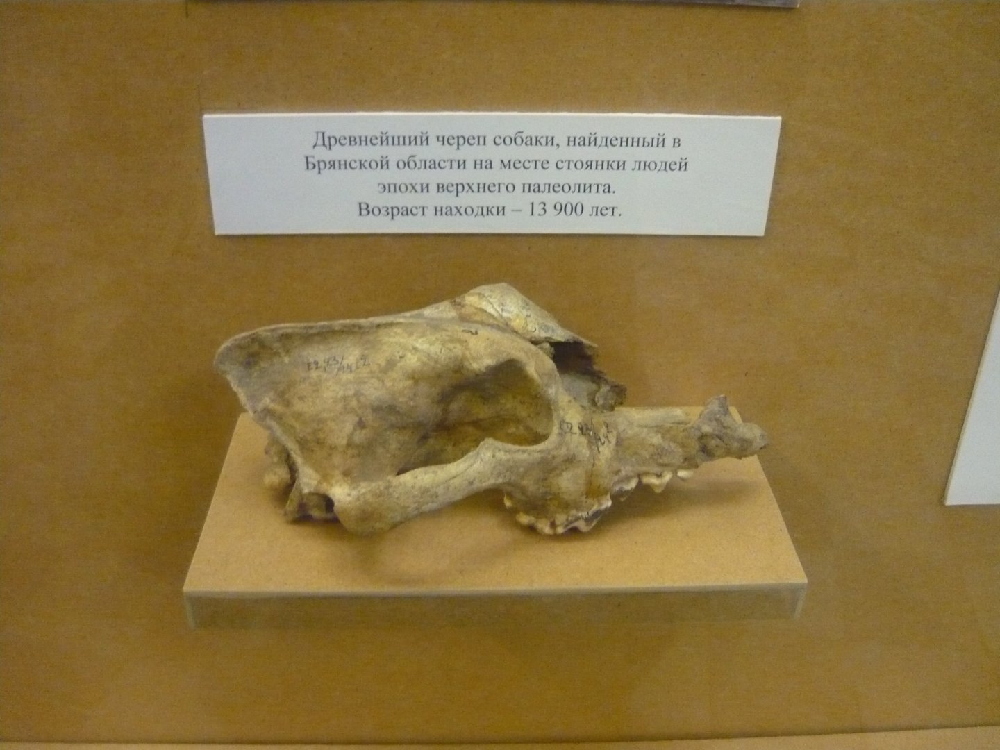 Ancient domestic dog skull