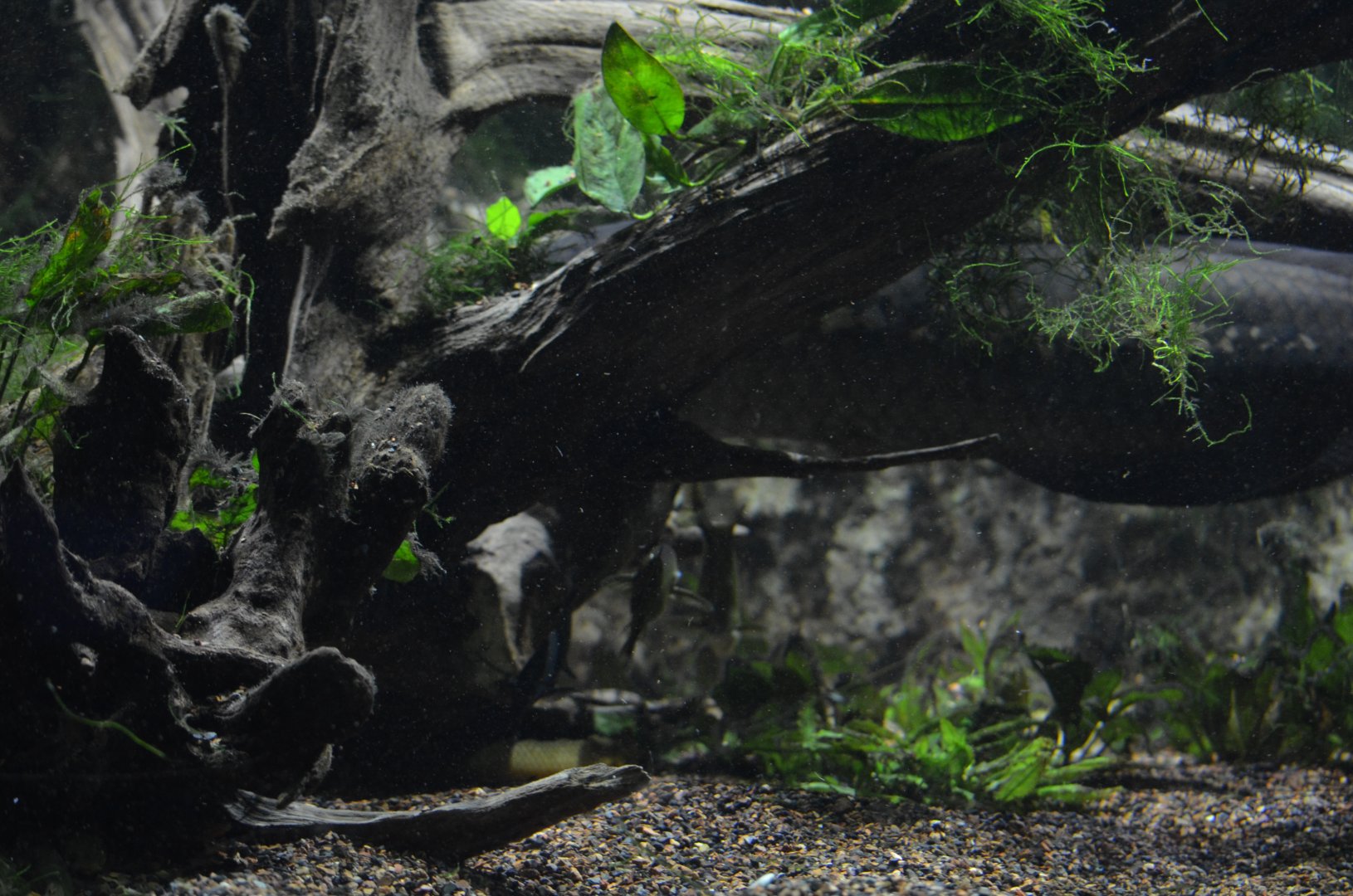 Ancient Fish Exhibit