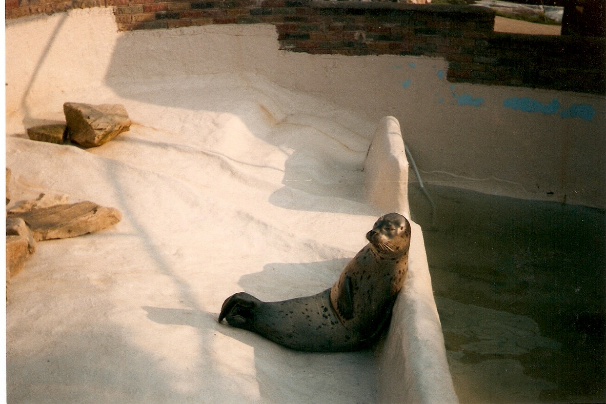 Ancient photos of Colchester circa1987-1988