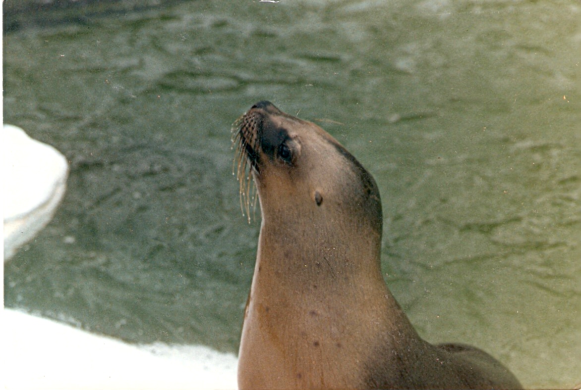 Ancient photos of Colchester circa1987-1988
