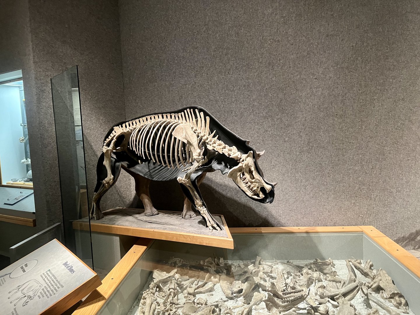 Ancient Rhinoceros-like Creature