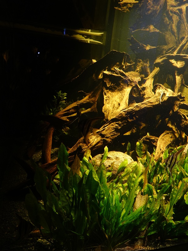 Ancient waters: Angelfish and catfish tank