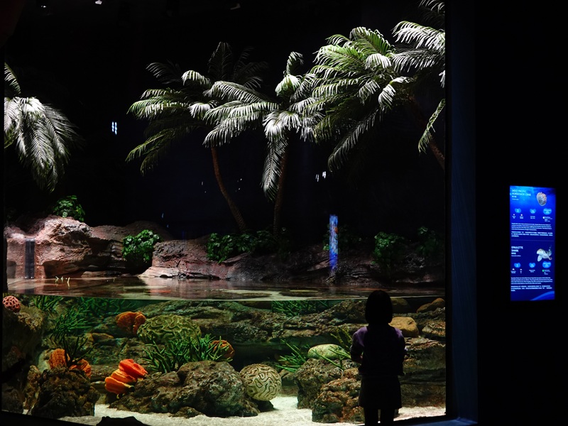 Ancient waters: Epaulette shark tank