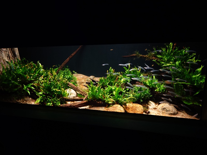 Ancient Waters: ghost catfish and snake-headed fish tank