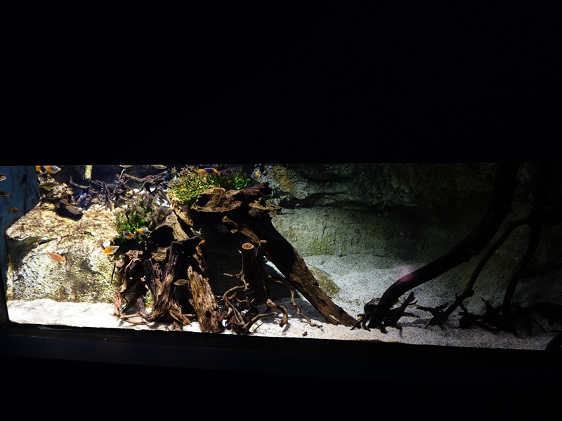 Ancient Waters: Lungfish and rainbowfish tank