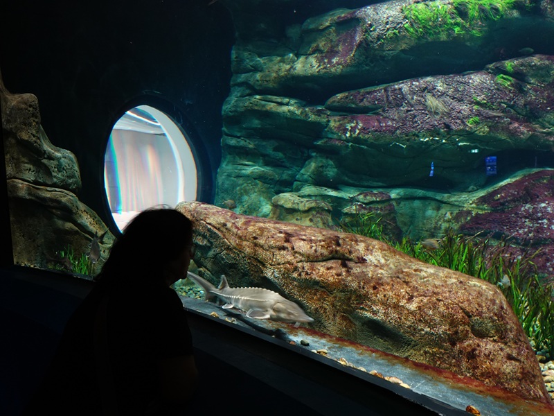 Ancient Waters: Paddlefish and sterlet tank