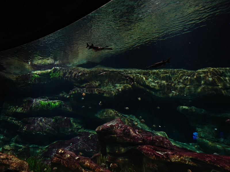 Ancient Waters: Paddlefish and sterlet tank