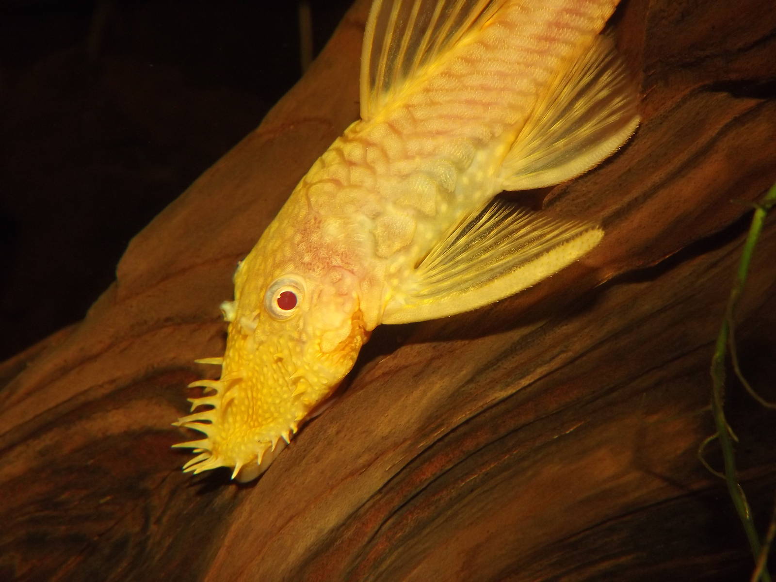 Ancistrus at Flamingoland 19/02/12