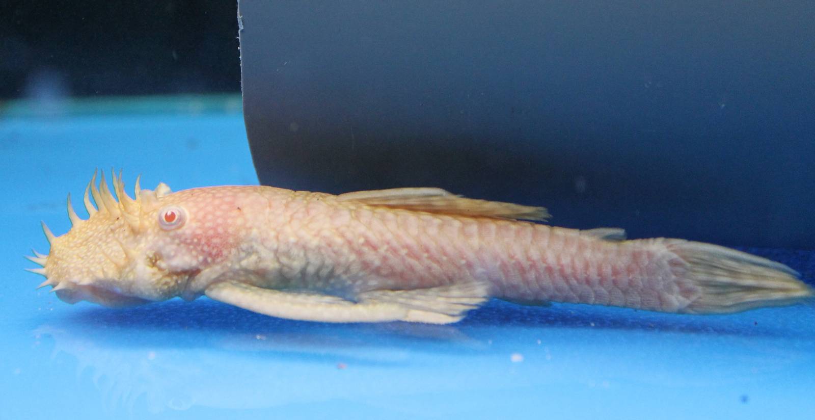 Ancistrus cf. cirrhosus albino