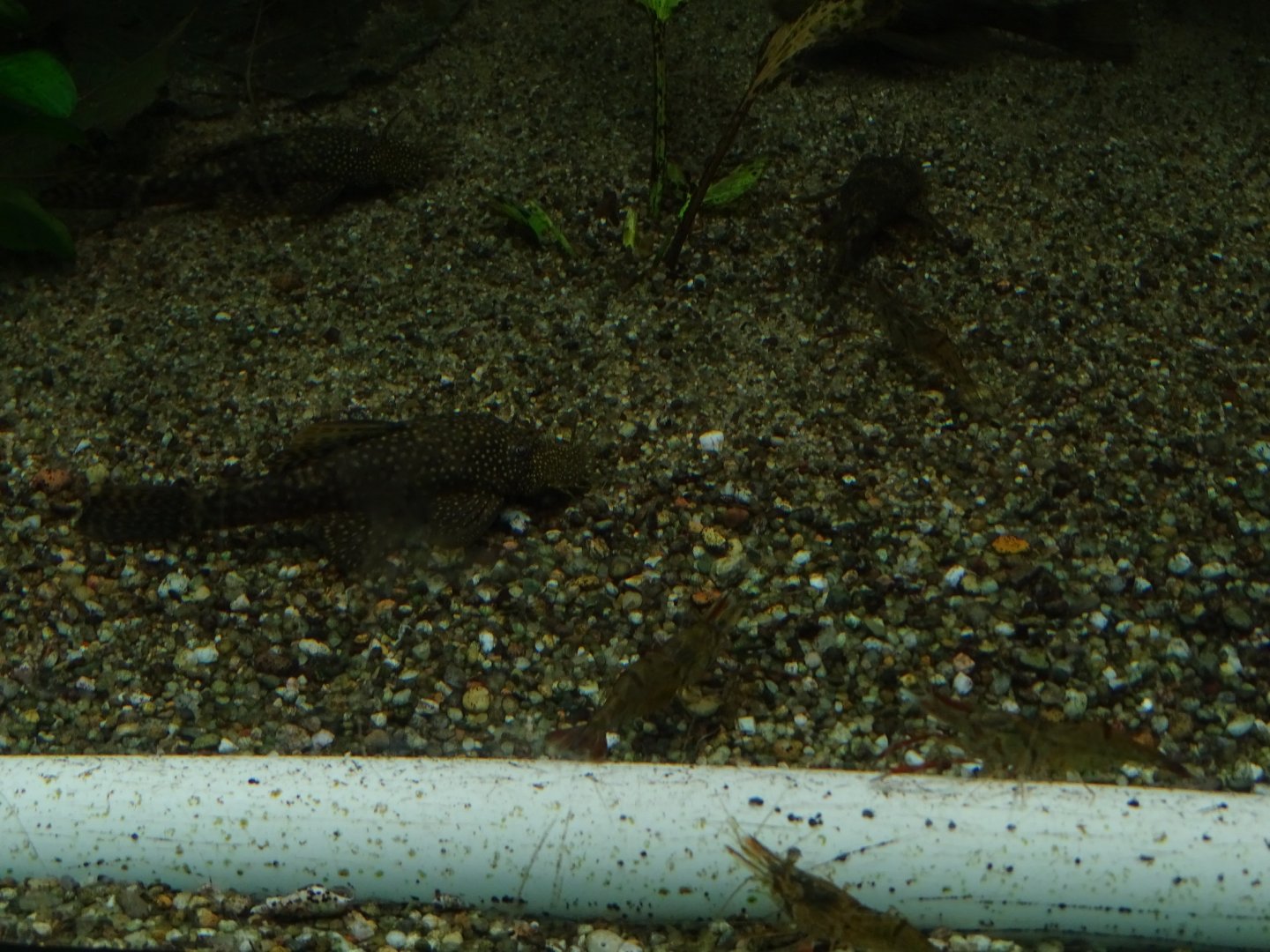 Ancistrus dolichopterus? Zoo Wuppertal 07-2022