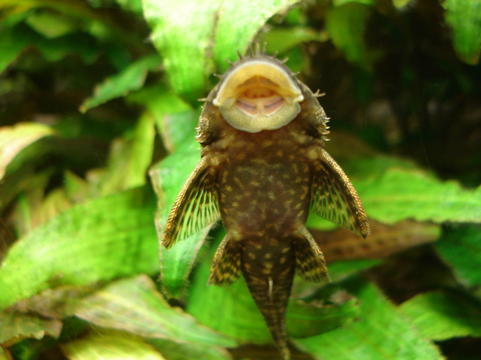 Ancistrus dolichopterus