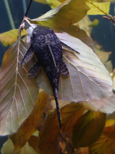 Ancistrus dolichopterus