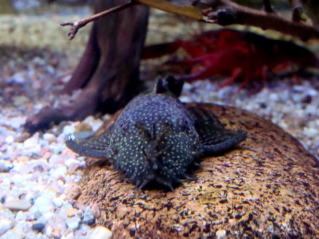 Ancistrus dolichopterus