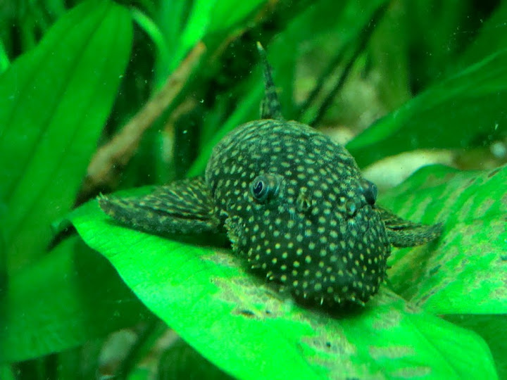 Ancistrus multispinis