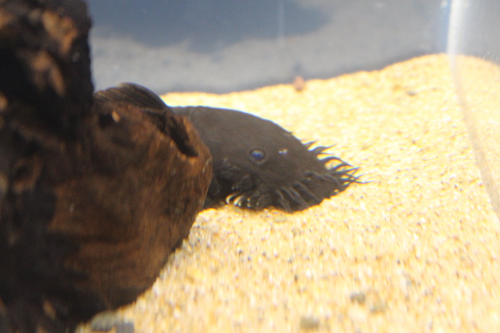 Ancistrus ranunculus