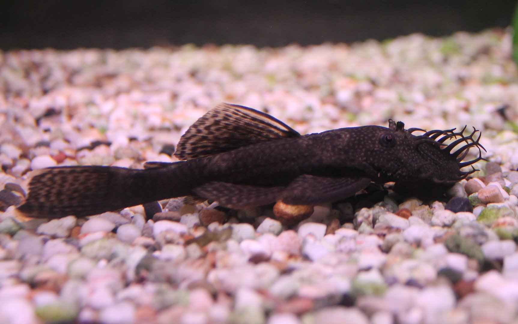Ancistrus species ID