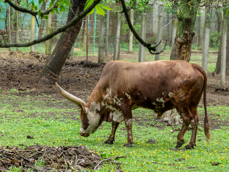 Ancole watussi / Bos taurus