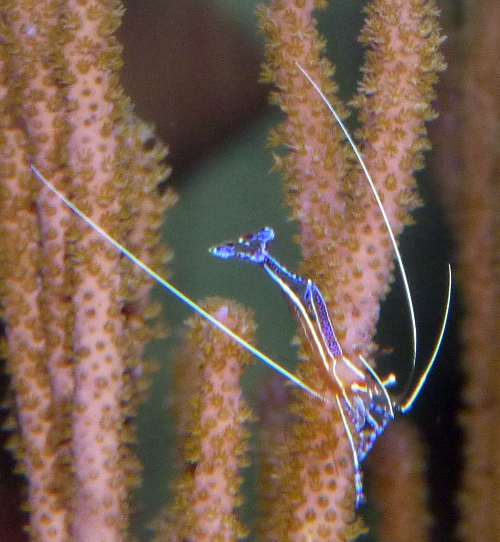 Ancylomenes pedersoni (ID by Great Argus)