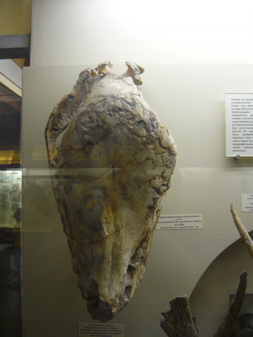Ancylotherium aff. pentelicium skull (cast)