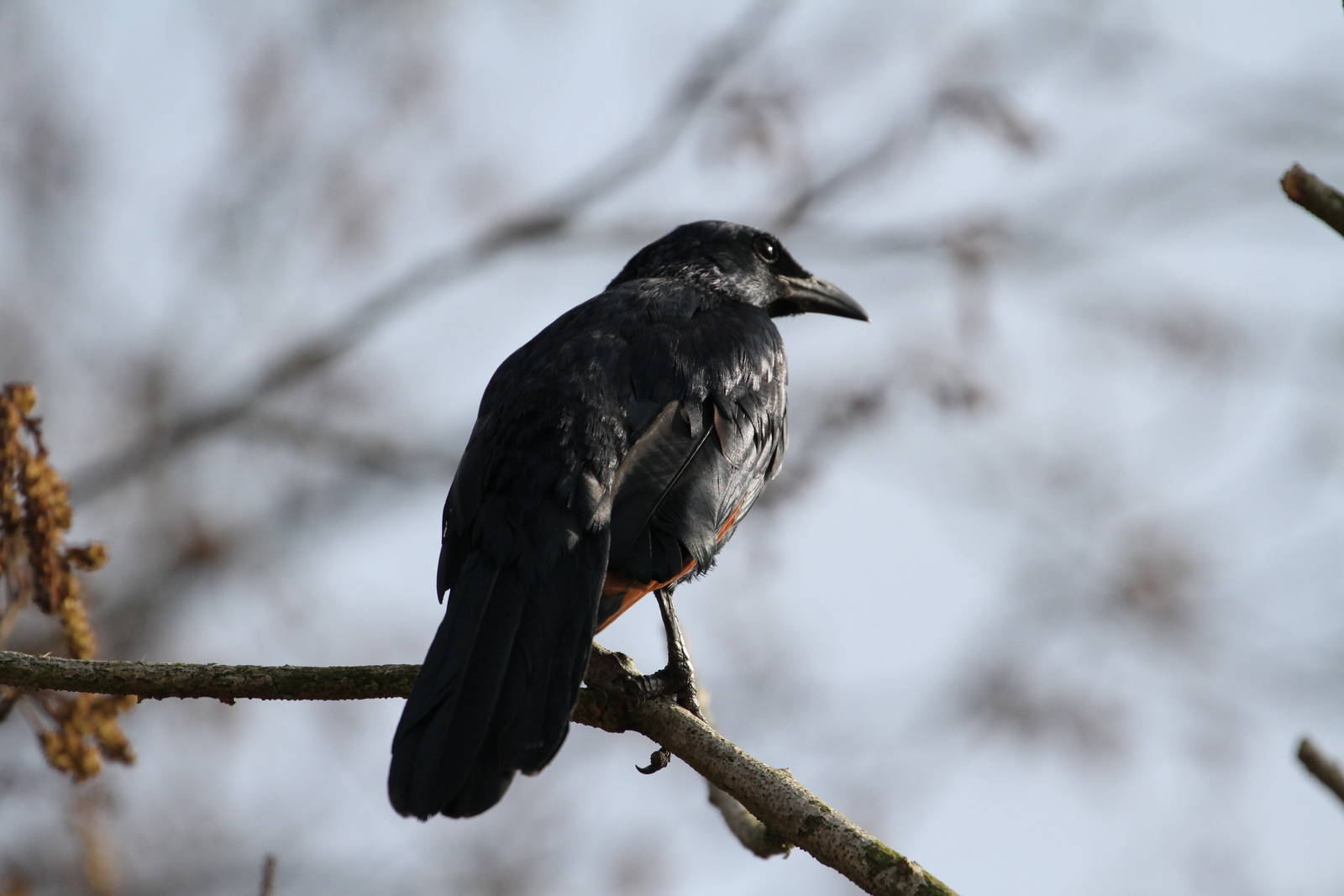 And Another Bird ID Needed