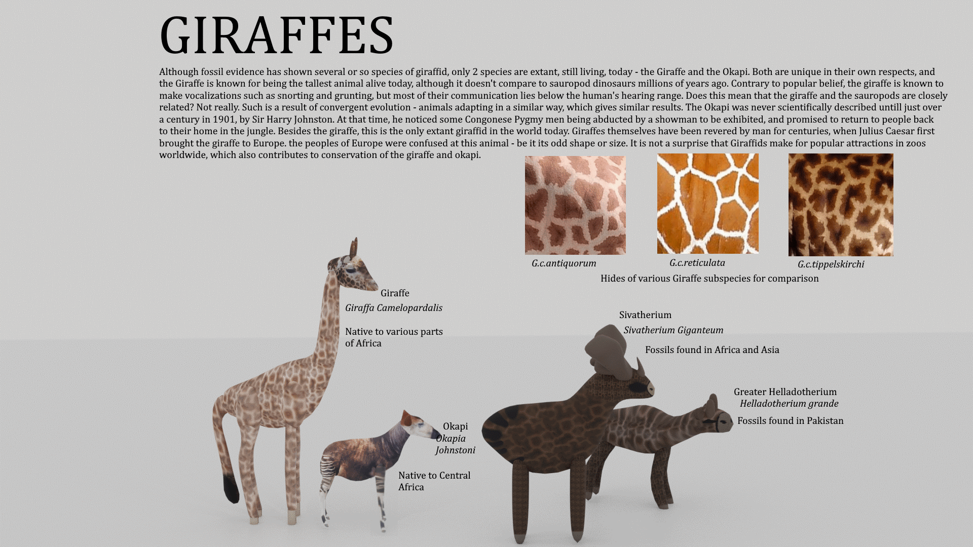 And another - Giraffids display