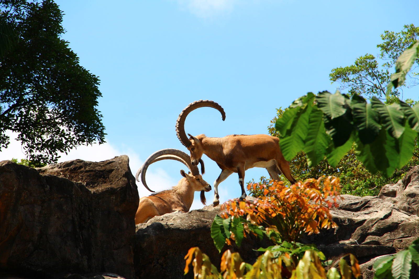 And because it's the Year of the Goat